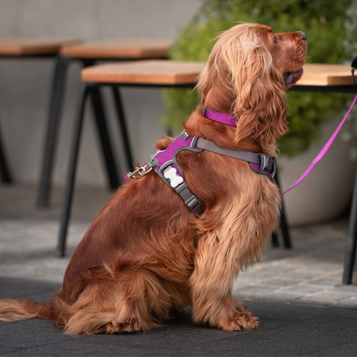 Purple Padded Harness Red Dingo Krazy For Pets